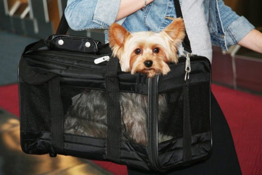 Small dog in a Sherpa Deluxe Pet Carrier.
